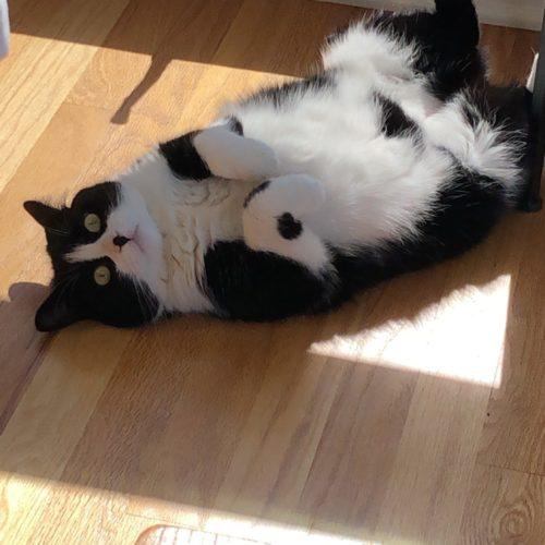 A black and white cat lies on her back in the Sun